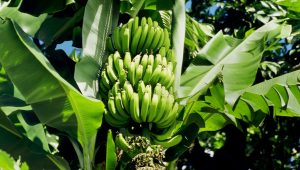 cultivar banana