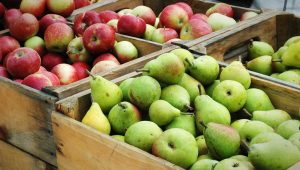 frutas más exportadas